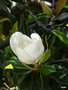 vignette 0043-Magnolia grandiflora