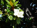 vignette 0042-Magnolia grandiflora