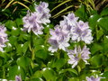 vignette Eichhornia crassipes, jacinthe d'eau