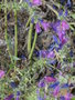 vignette 0002-Echium plantagineum , Purple Viper's Bgloss, vipérine