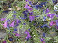 vignette 0003-Echium plantagineum , Purple Viper's Bgloss, vipérine