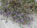 vignette 0004-Echium plantagineum , Purple Viper's Bgloss, vipérine