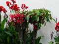 vignette 0001-Euphorbia Pulcherrima et Canna