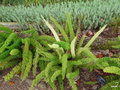 vignette 0024a-asparagus densiflorus 'Meyeri'