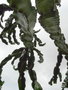 vignette 0012-Euphorbe arborescente erithreaea
