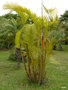 vignette 0030-Chrysalidocarpus lutescens , Palmeira borboleta