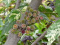 vignette 0005-Ficus aspera ou cannonii     ?? -fruits-