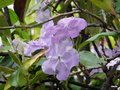vignette 0032a-Brunfelsia pauciflora ou hopeana ?