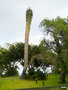 vignette 0024-Yucca brevifolia
