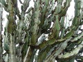 vignette 0011-Euphorbia ingens