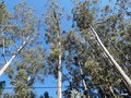 vignette 0105-Eucalyptus