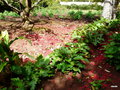 vignette Brachychiton , fleurs rouges