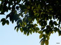 vignette acer cissifolium, rable  feuilles de vigne