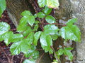 vignette acer cissifolium, rable  feuilles de vigne