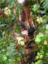 vignette betula nigra 