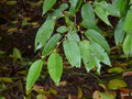 vignette carpinus betulus japonicum , charme Houblon