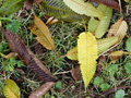 vignette carpinus betulus japonicum , charme Houblon