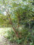 vignette betulus albosinensis