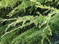 vignette Cedrus atlantica libani ? glauca