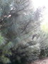 vignette pinus griffithii = pinus wallichiana , pin de l'Himalaya