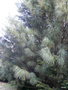 vignette pinus griffithii = pinus wallichiana , pin de l'Himalaya