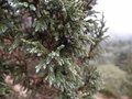 vignette Juniperus pingii CHB14.CH89