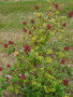 vignette rubus phoenicolasius