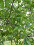 vignette carpinus betulus