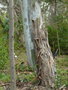 vignette tronc d'eucalyptus