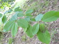 vignette magnolia campbelli molicomata ou delavayi