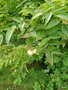 vignette Staphylea trifoliata