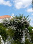 vignette a103- L.O.F.roses du jardin blanc