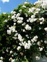 vignette a105- L.O.F.roses du jardin blanc