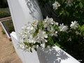 vignette a106- L.O.F.roses du jardin blanc