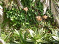 vignette a141-  Aloe maculata