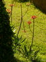 vignette a142-  Aloe maculata