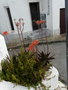 vignette a140-   Aloe maculata?