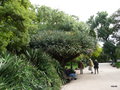 vignette 08-Lisbonne ,Dracaena Draco jardin de l'Estrela
