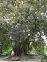 vignette 12-Lisbonne , Ficus macrophylla,