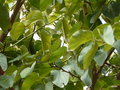 vignette 18-Lisbonne , Bauhinia variegata