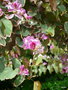 vignette 20-Lisbonne ,Bauhinia variegata ,fleurs