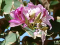vignette 21-Lisbonne  Bauhinia variegata ,fleurs