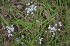 vignette Allium ursinum ?