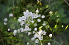 vignette Allium ursinum