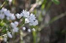 vignette Allium ursinum