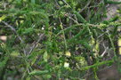 vignette Melaleuca diosmifolia