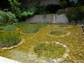 vignette 36-Lisbonne , jardin Gulbenkian  , les bassins