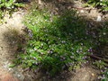 vignette 020Alvito, Cuphea hyssopifolia compacta