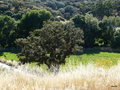 vignette 035Vila Viçosa ,  vieil olivier , chênes-lièges