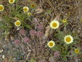 vignette 244Arraiolos ,  Pallenis spinosa ,Trifolium stellatum